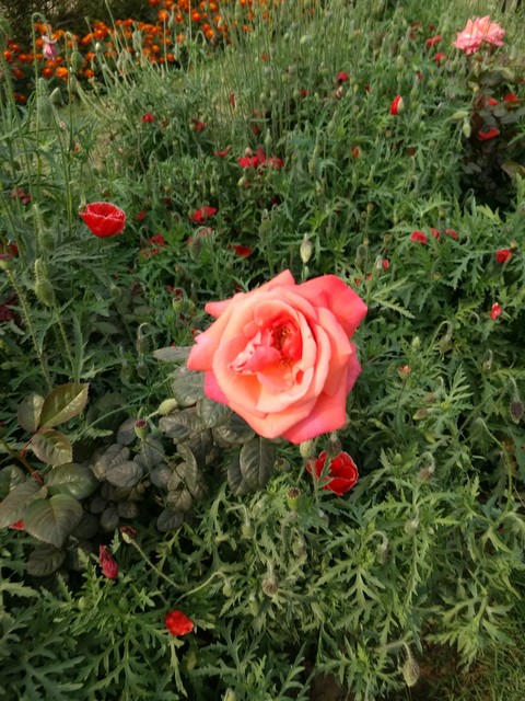 Flowering flurry...