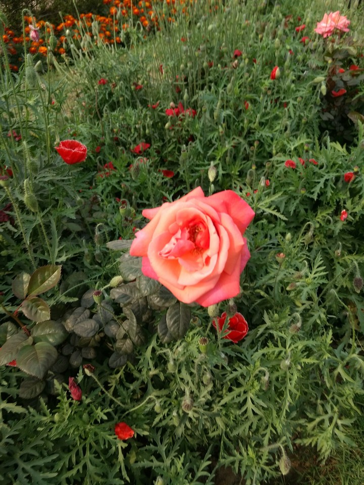 Flowering flurry...