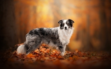 Shepard Dog