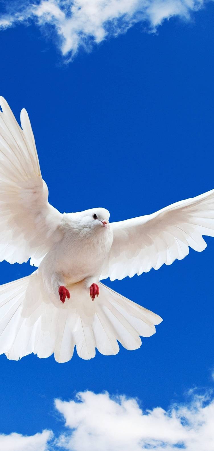 Flying Peagon?️