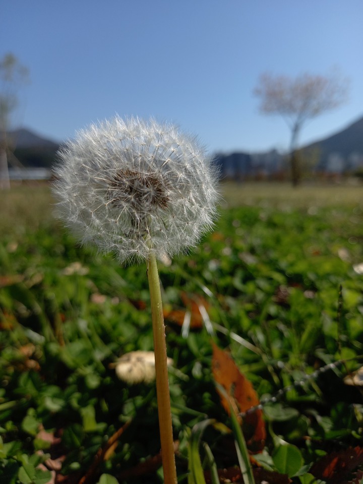 민들레홀씨