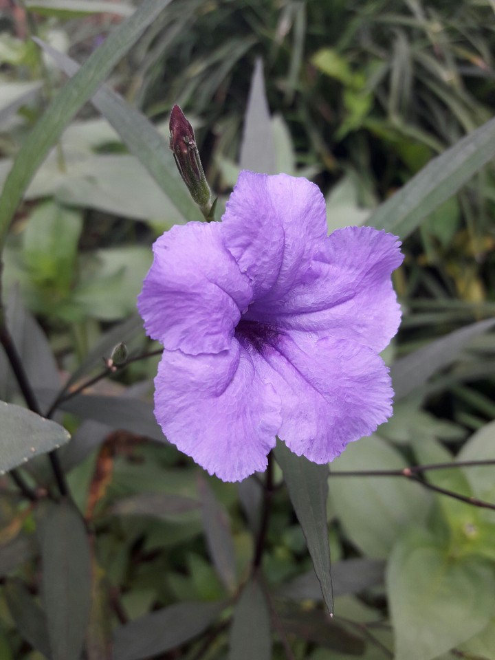 purpel flower