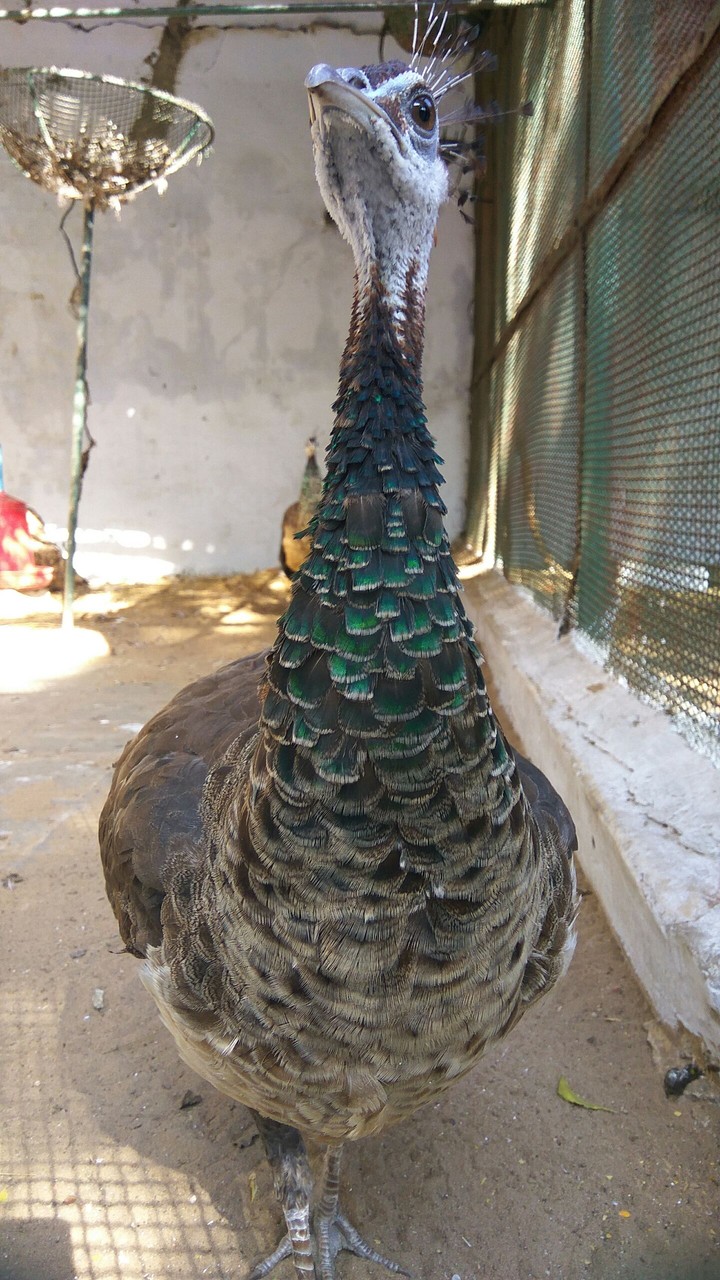 Peacock