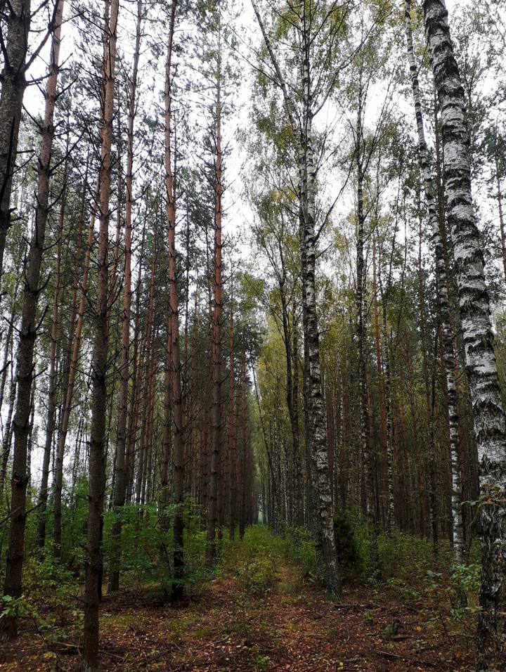 Forest