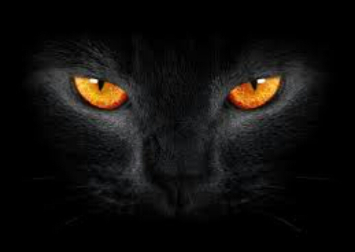 dark cat