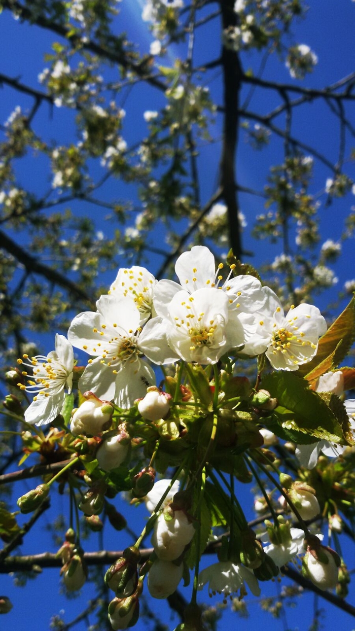 Blossoms