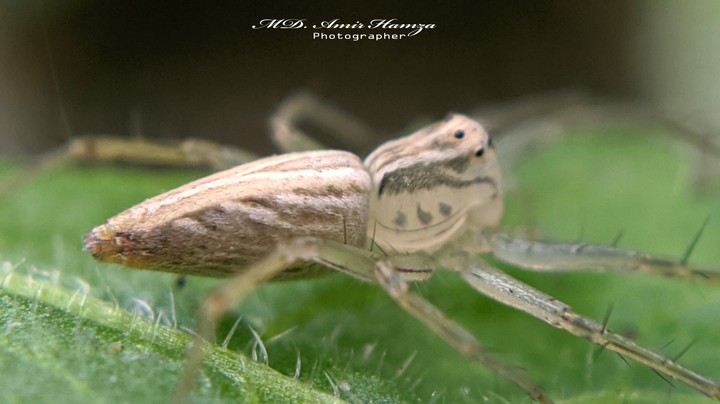 spider