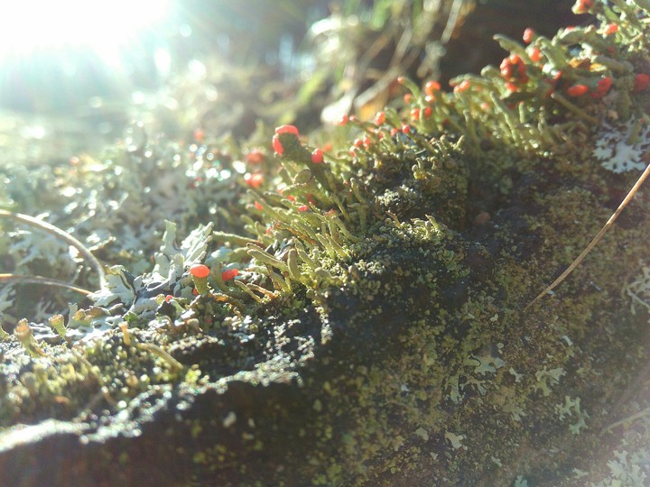 Natural