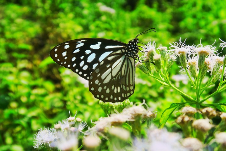 butterfluly