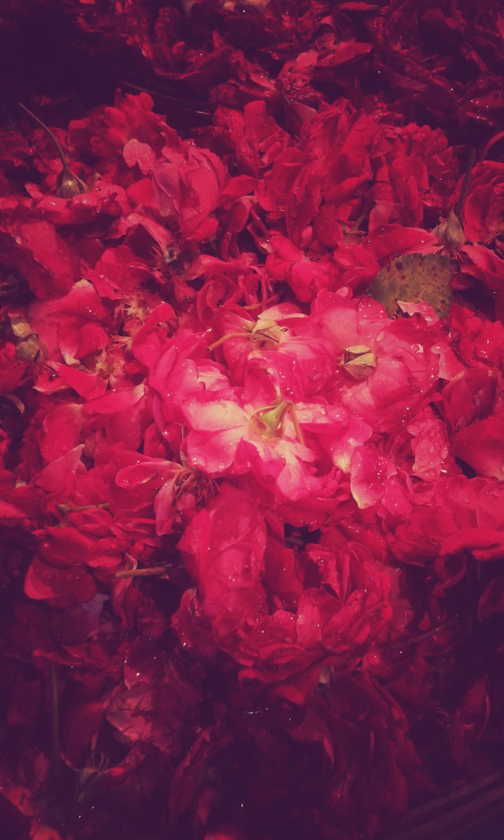 Rose's