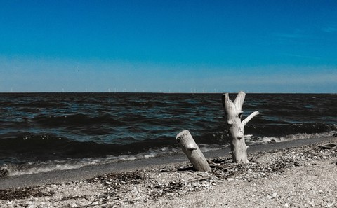 tapety wood, sky