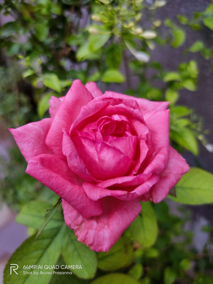 garden rose ?