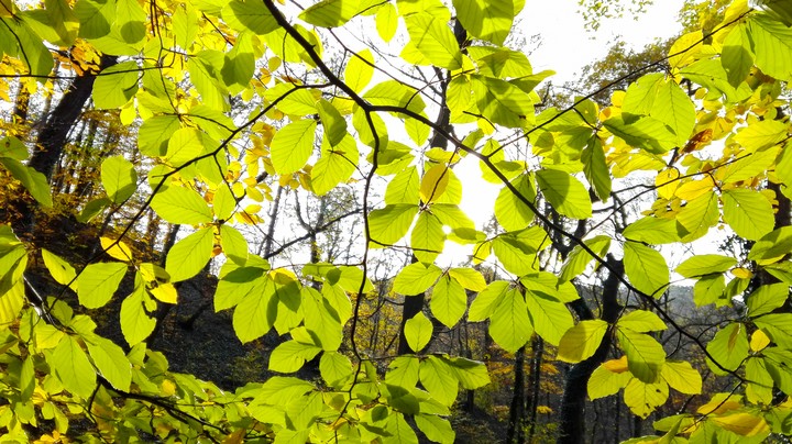 bottom of the green leafs