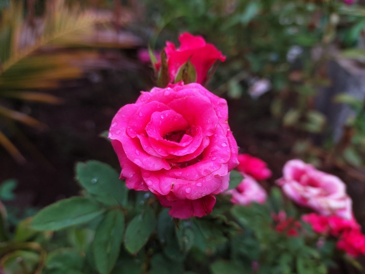 Pink Rose