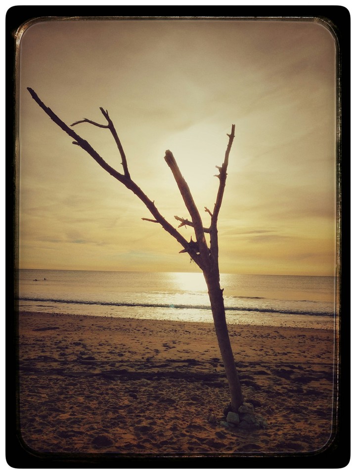arbre mort