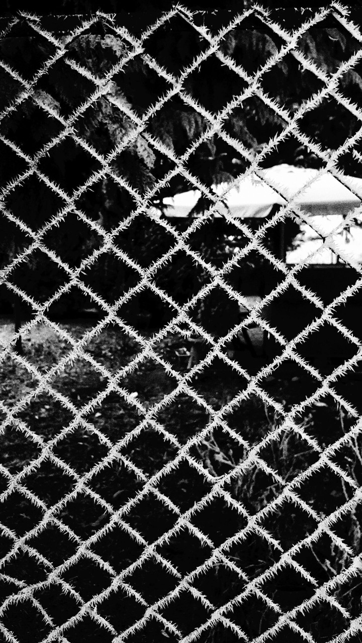 frosty fence.