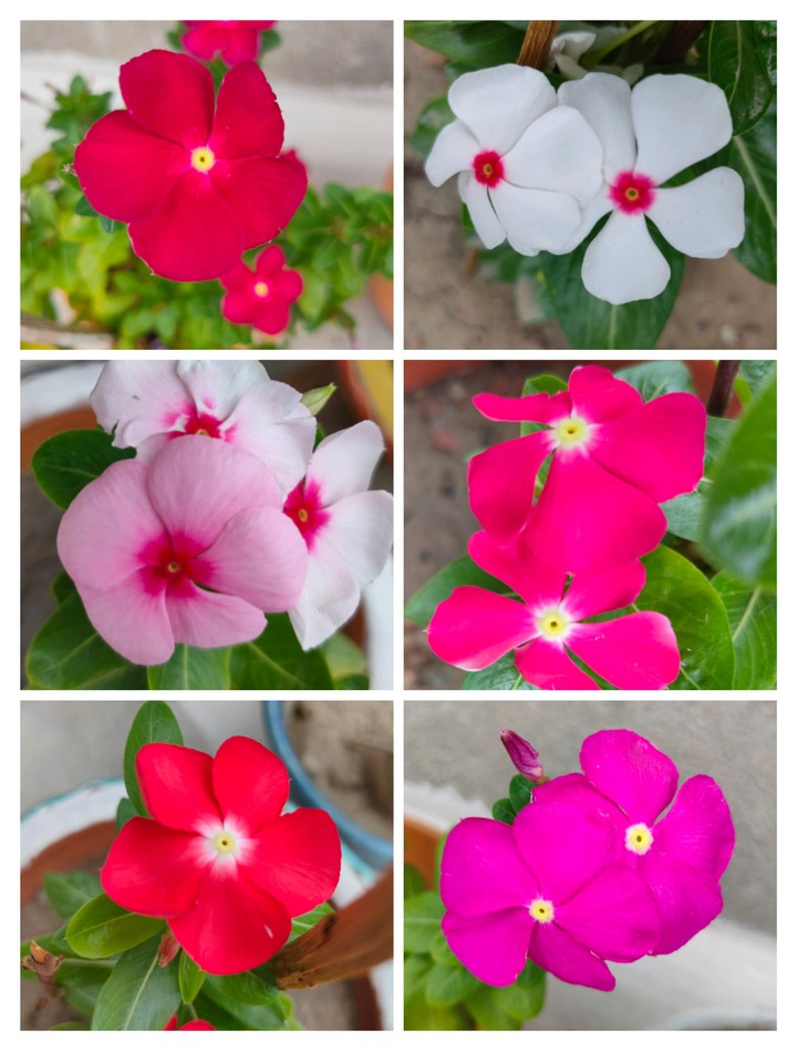 colour