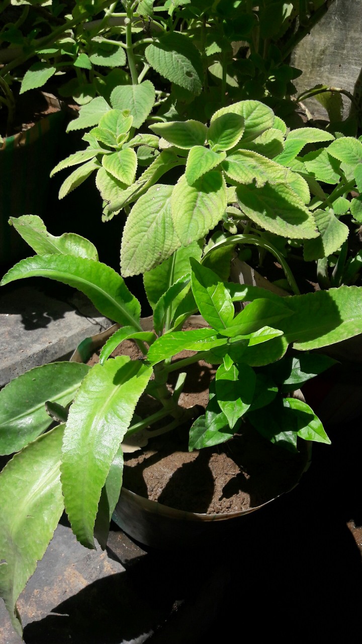 my plant
