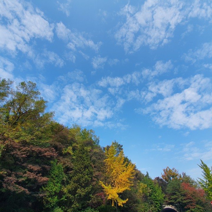 Autumn vibes in Seoul