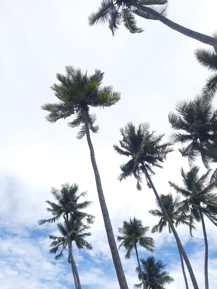 coconut trees