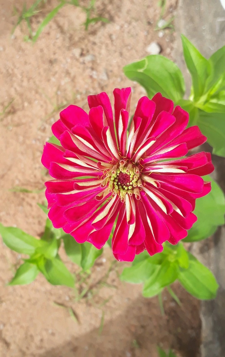 flor