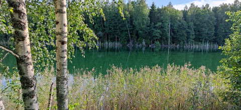 lake in a forest