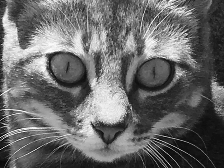 catcat