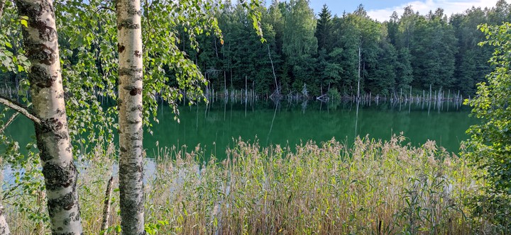 lake in a forest