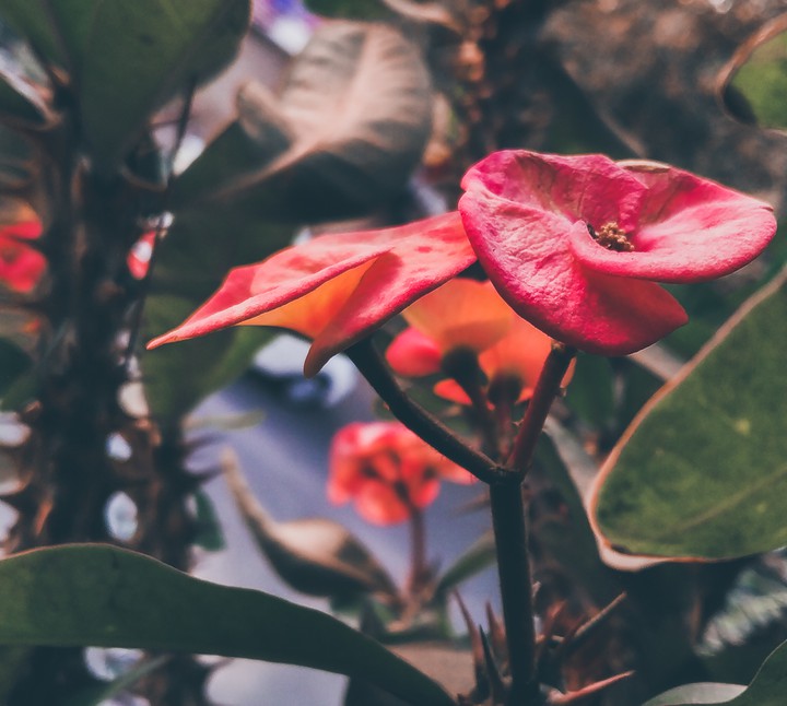 red flower