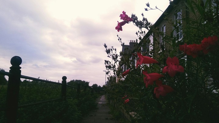 walk home