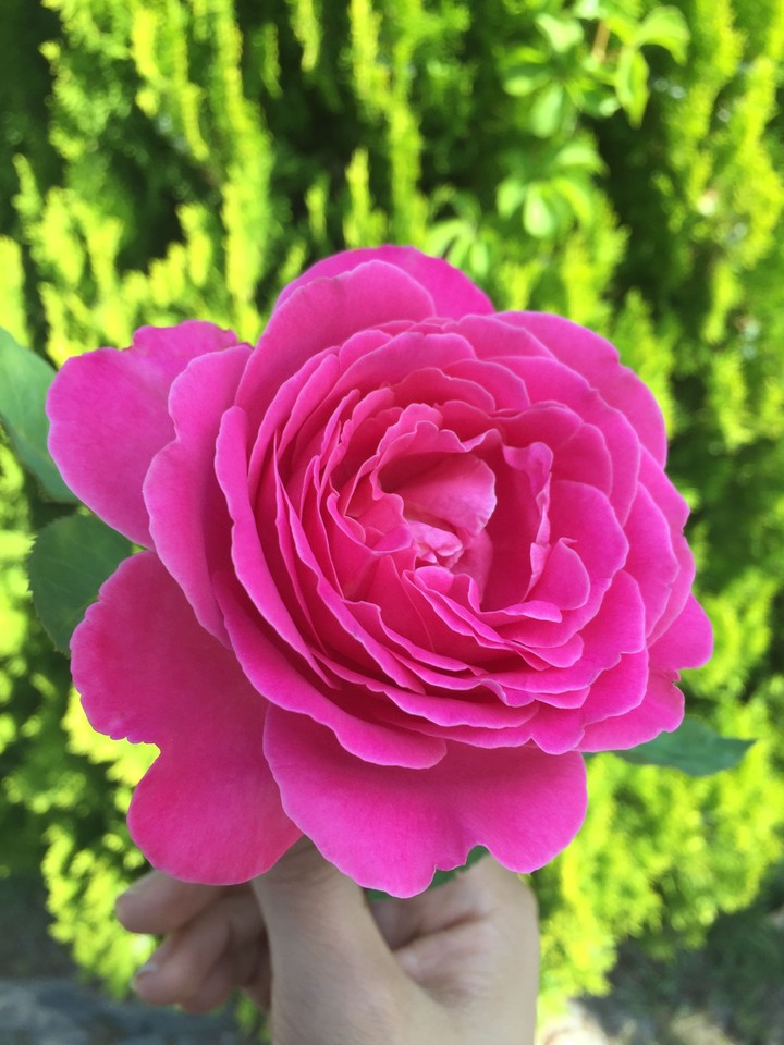 Pink Rose