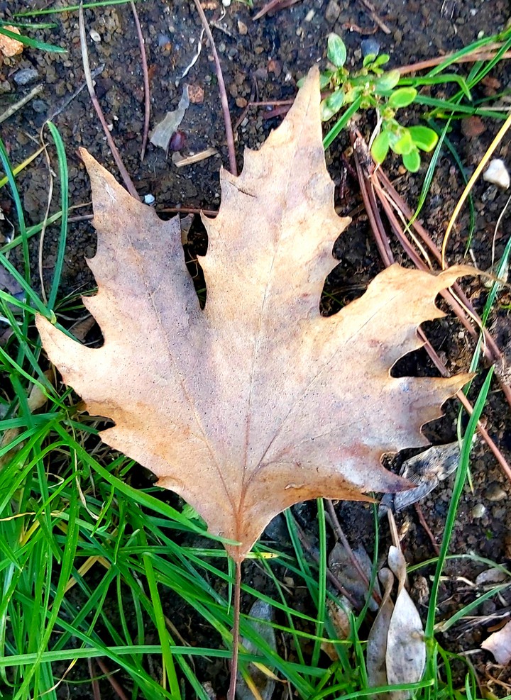 leaf
