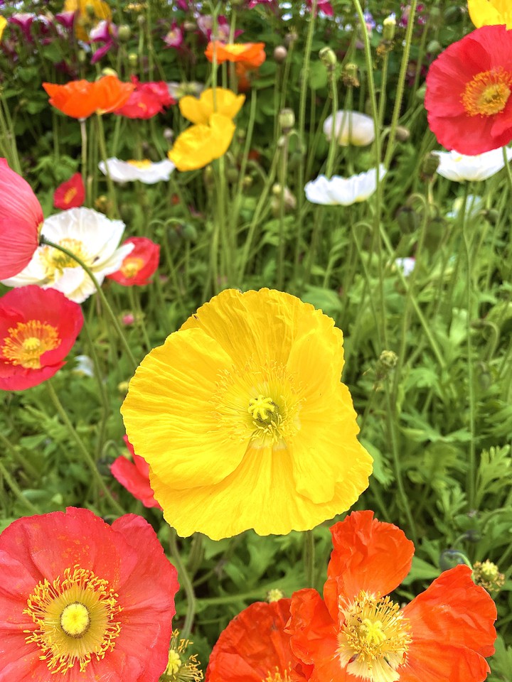 flowers