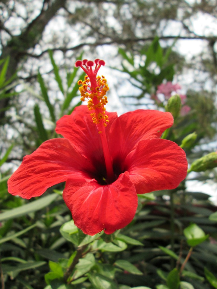 Red flower