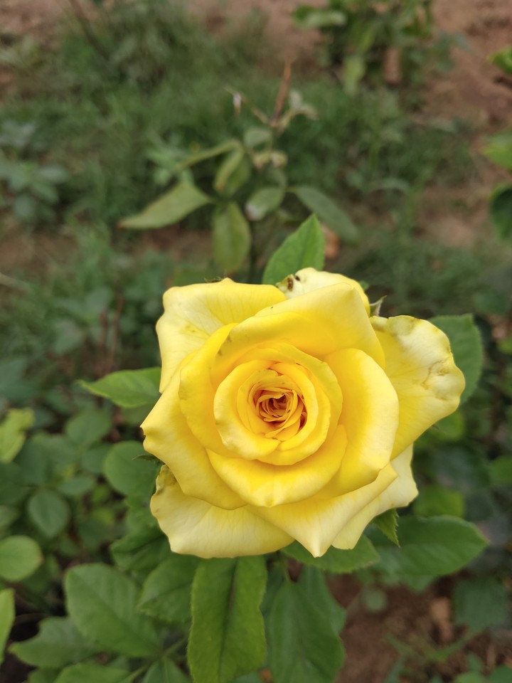 rose