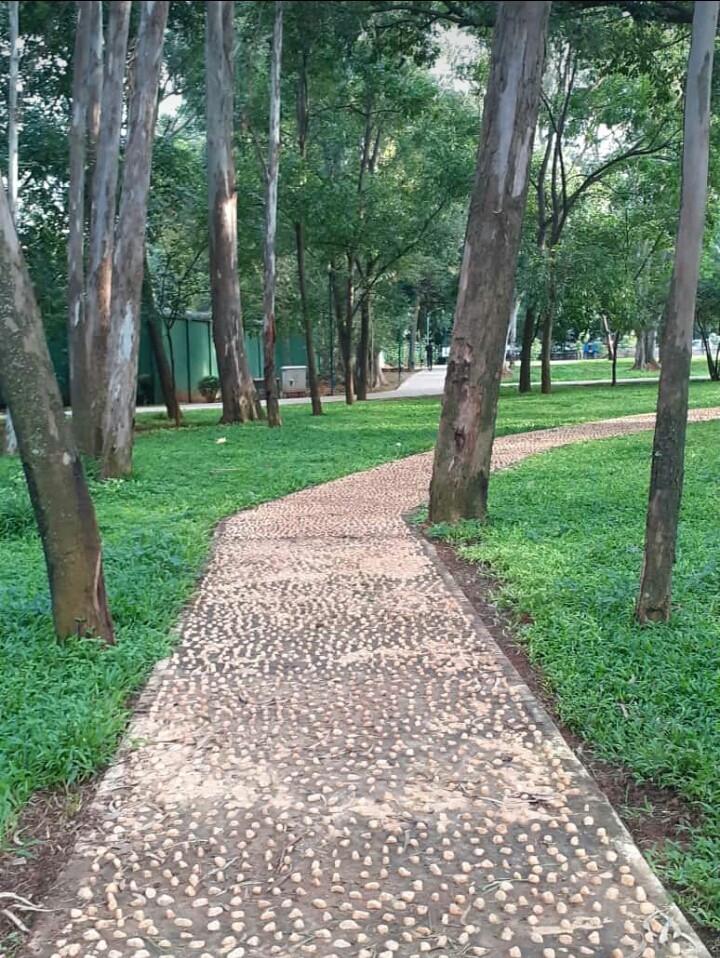 Pathways in woods