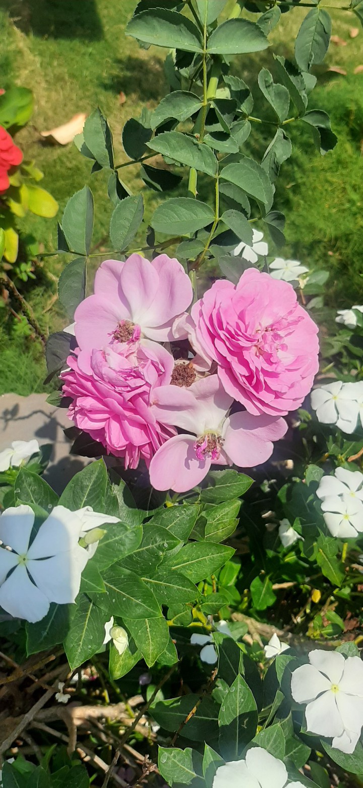 flowers
