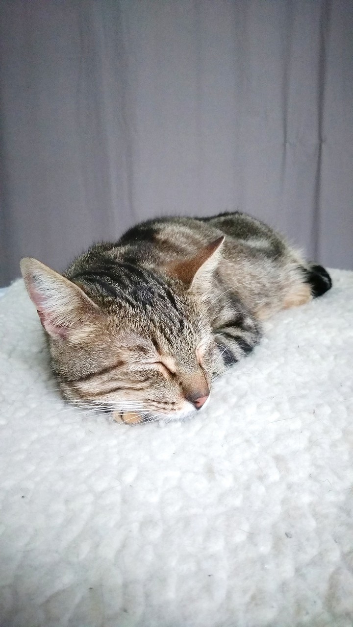 chut il dort!