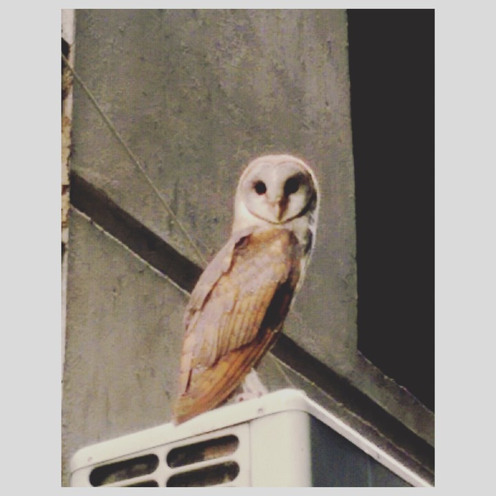 OWL !!