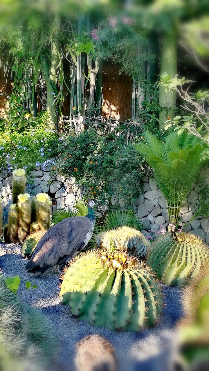 Villa Ravino garden