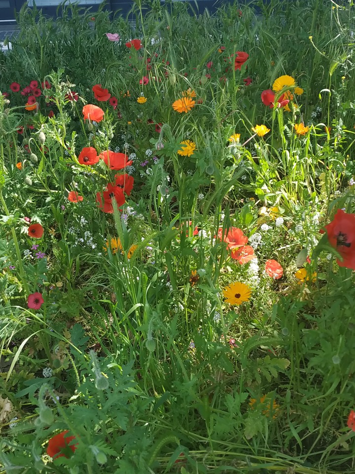 flowery meadow