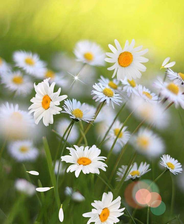 flowers...