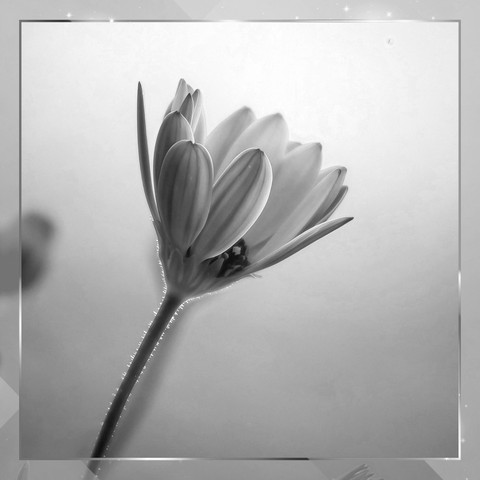 Black and White flower