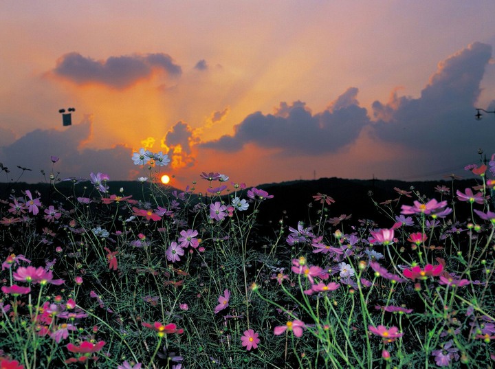 Paysage avec des fleurs