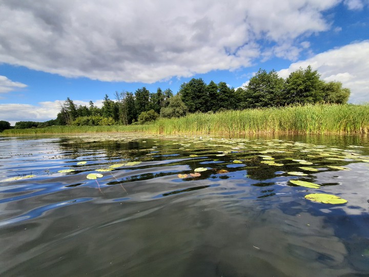 Кувшинки