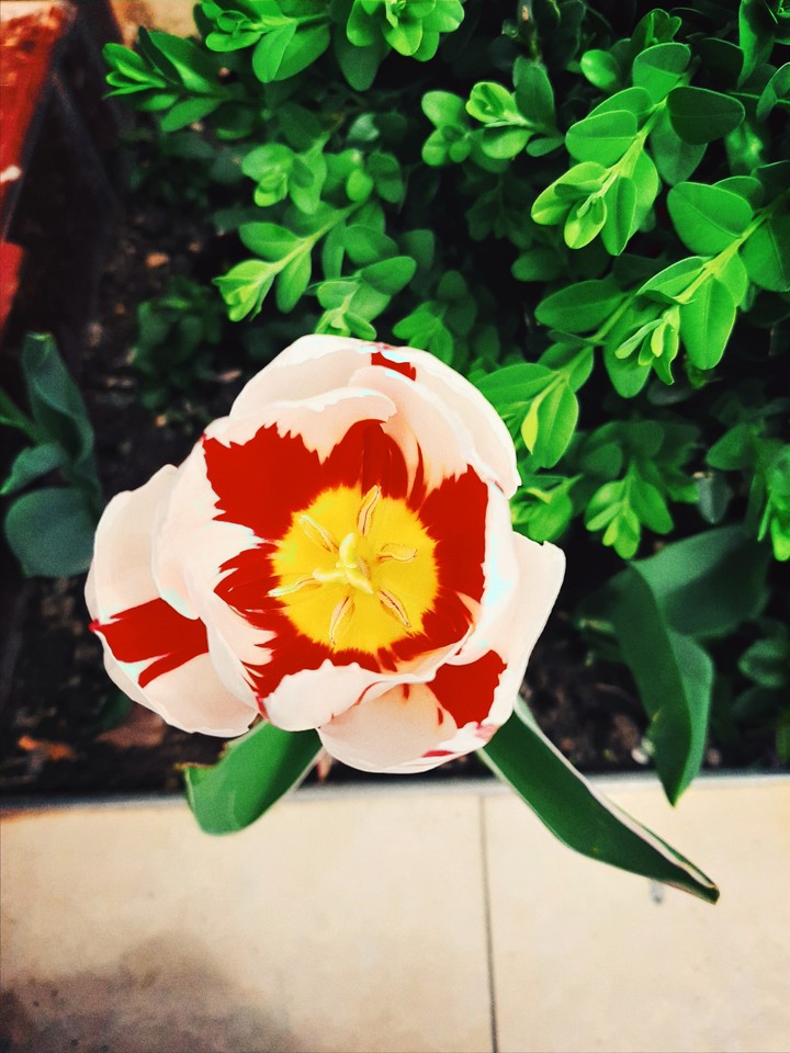 tulip