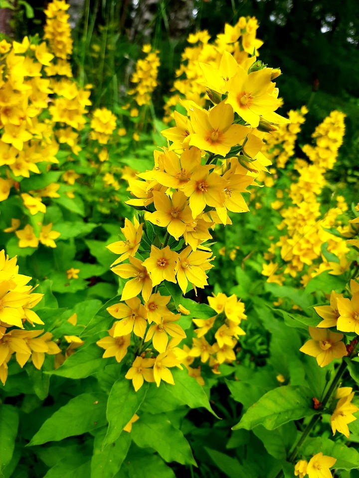 yellow flowers