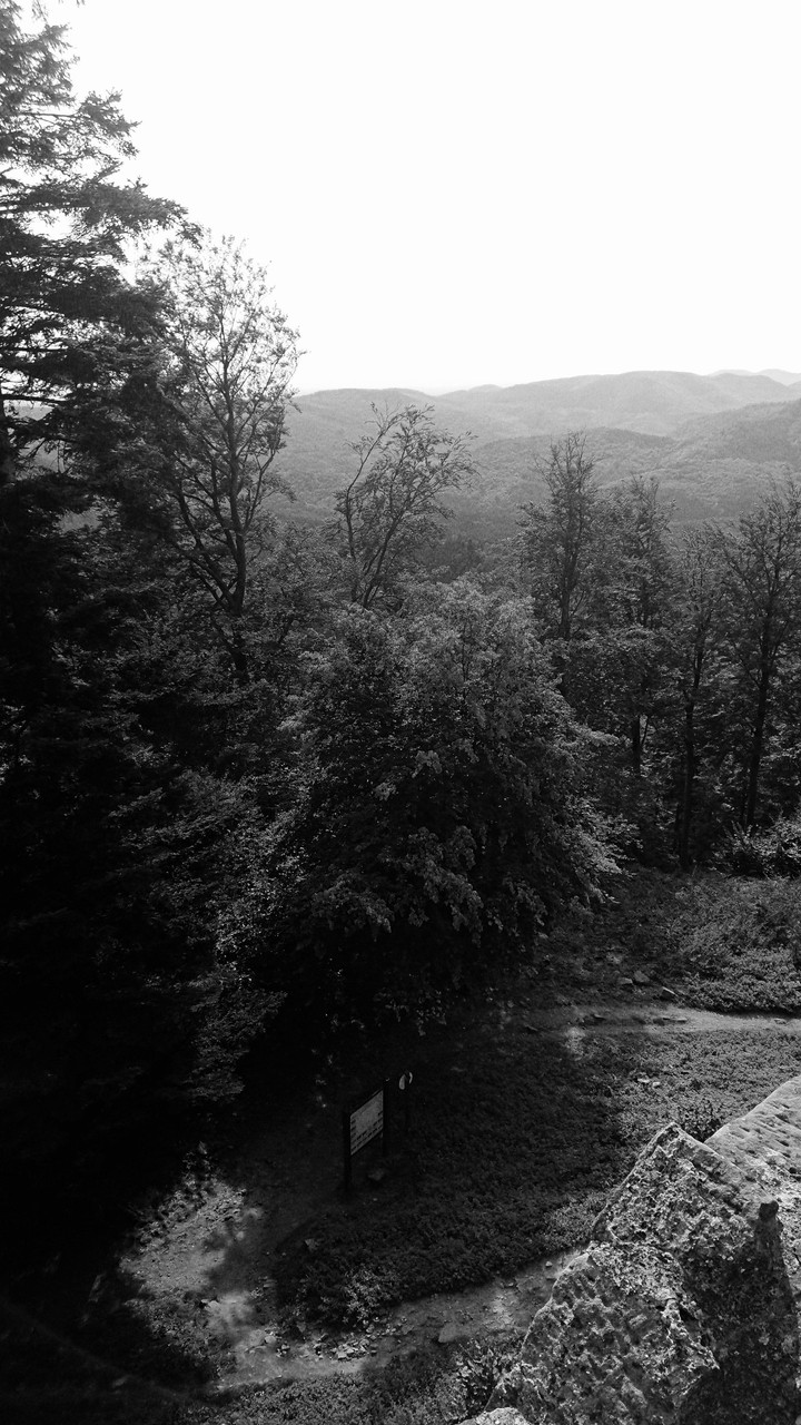 Nature Trees