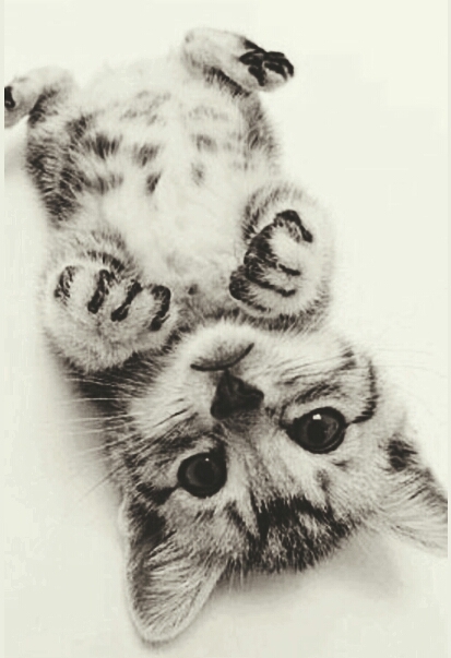 süße katze