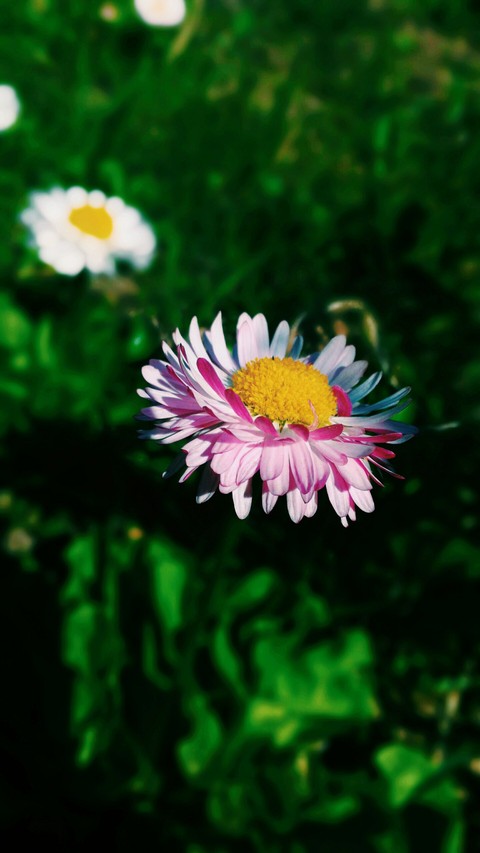 ταπετσαρίες daisy, flower